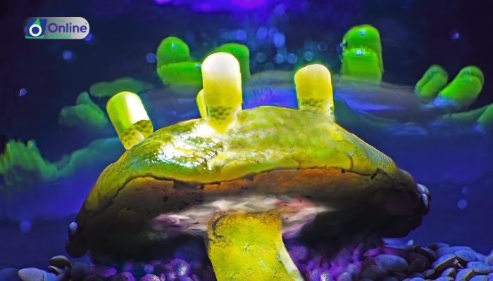 Lesson 07: Understanding Hallucinogens